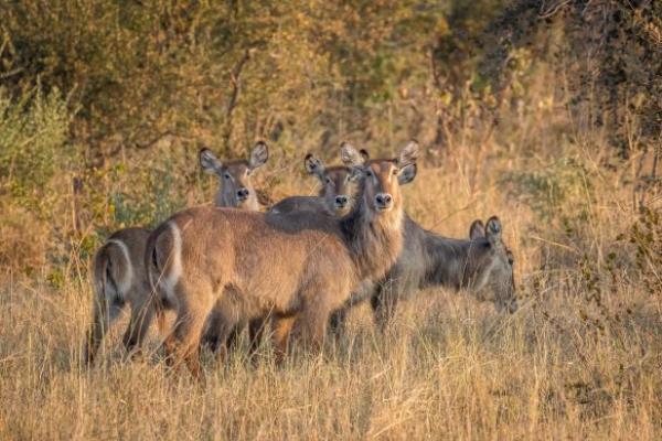 Waterbuck on watch in the Zambezi Natio<em></em>nal Park.