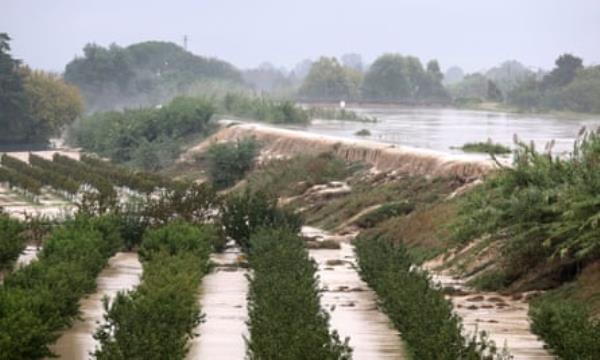 Rows of trees and floods