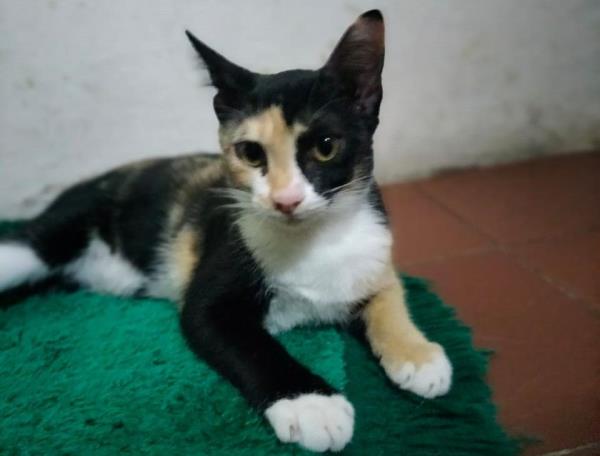 Dinding, a calico cat, has grown quite a bit since her rescue four mo<em></em>nths ago.