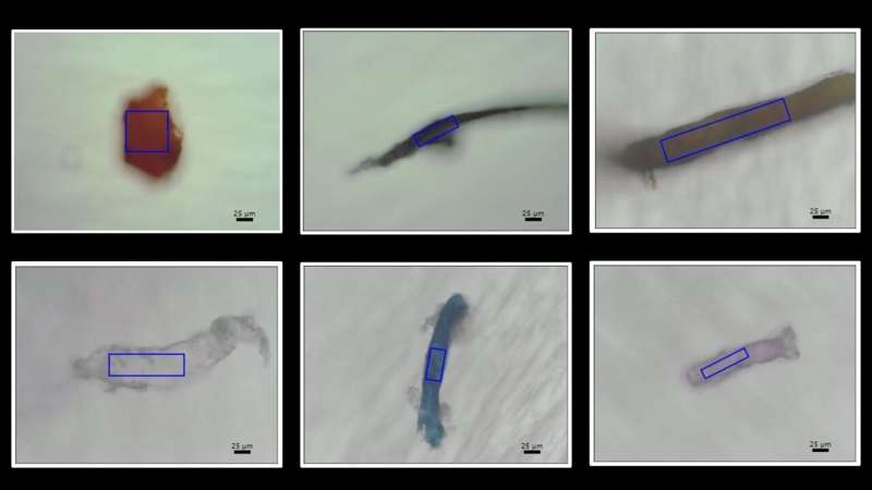 Microplastics found in coral skeletons