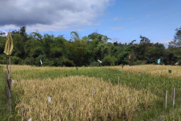 Charles Darwin University (CDU) researchers are working with the Timor-Leste agriculture community to help increase on-farm labour productivity.