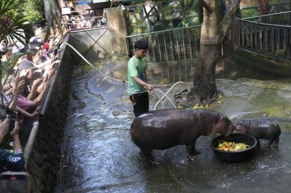 Two-month-old baby hippo Moo Deng and her mother Jona are seen at the Khao Kheow Open Zoo in Cho<em></em>nburi province, Thailand, Thursday, Sept. 19, 2024. (AP Photo/Sakchai Lalit)