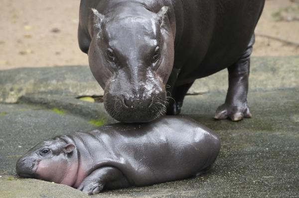 Two-month-old baby hippo Moo Deng and her mother Jona are seen at the Khao Kheow Open Zoo in Cho<em></em>nburi province, Thailand, Thursday, Sept. 19, 2024. (AP Photo/Sakchai Lalit)