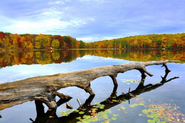 Autumn trees in the distance, reflecting in a body of water with a log laying across the lake.