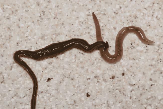 35-facts-a<em></em>bout-hammerhead-worm