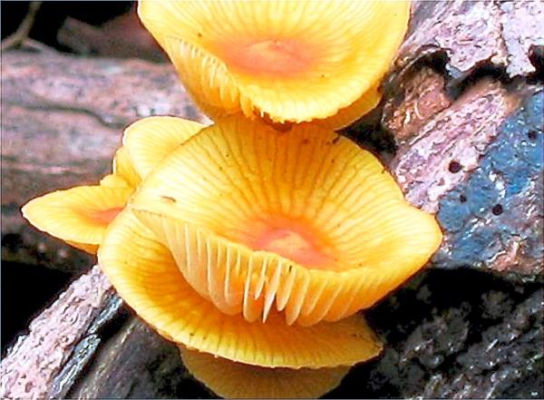 Fungi found in Niah Natio<em></em>nal Park.