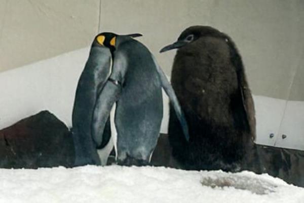 Pesto, a huge baby penguin, standing next to two other penguins