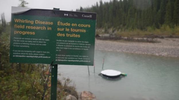 A white apparatus in the middle of the river is shown, along with a sign that says, Whirling Disease Field Research in Progress.