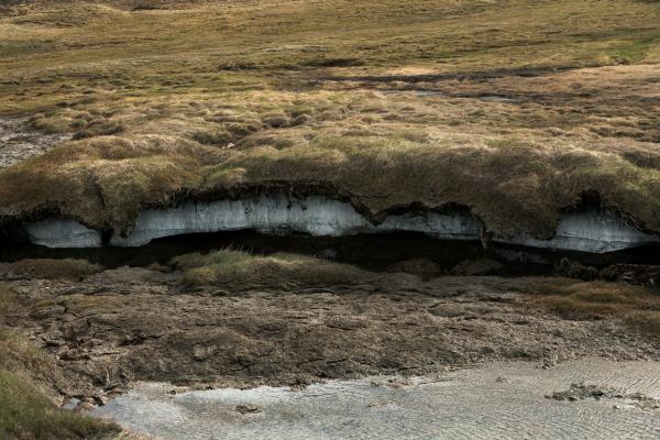 Permafrost under tundra, showing the frozen ground beneath the plants