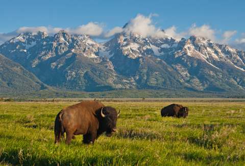 Bison graze in the meadows of Grand Teton Natio<em></em>nal Park.