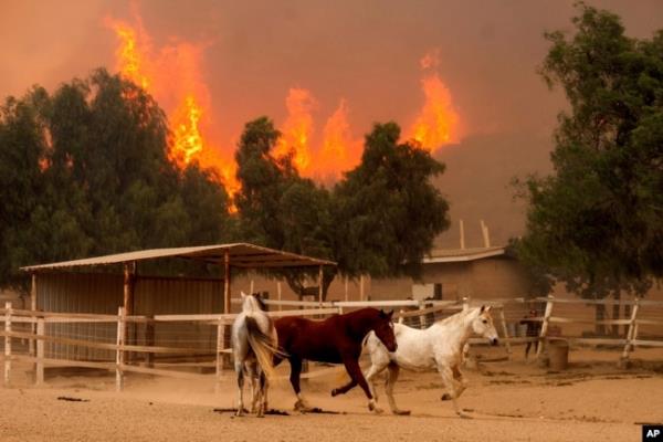 Flames from the Mountain Fire leap along a hillside as horses gallop in an enclosure at Swanhill Farms in Moorpark, Calif., Nov. 7, 2024.