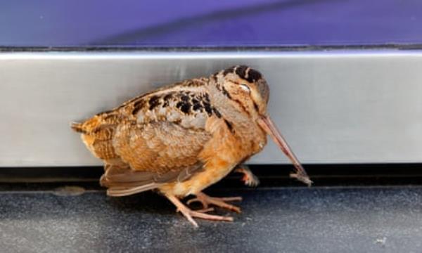 An injured American woodcock resting near a building