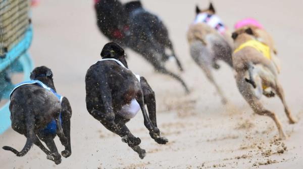 New Zealand's greyhound racing industry has faced criticism for not doing enough to protect the welfare of the animals