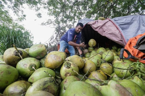 The Federal Agricultural Marketing Authority (Fama) has taken proactive measures to tackle the lack of coco<em></em>nuts in the market by boosting purchases of old coco<em></em>nuts from Indo<em></em>nesia to ensure adequate supply for domestic use, especially during festive seasons. — Picture by Sayuti Zainudin