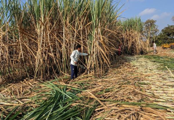 Lower-than-expected output by the world’s second-largest sugar producer could eliminate the possibility of India allowing exports in the current season ending in September 2025, supporting global sugar prices. — Reuters pic