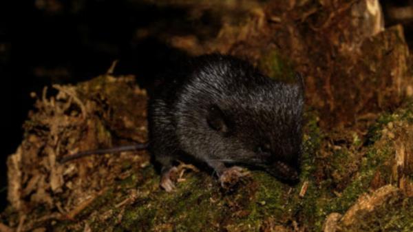 A specimen of spiny mouse (Scolomys sp.), a species discovered on a Co<em></em>nservation Internatio<em></em>nal Rapid Assessment expedition into the Alto Mayo Landscape in Peru, is pictured, June 16, 2022. Co<em></em>nservation International/photo by Ro<em></em>nald Diaz/Handout via REUTERS