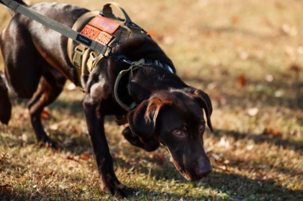 Eight-month-old Chocolate Labrador Retriever, Maverick, sniffs the ground as he walks with his handler at J.B. Williams Park, Wednesday, Dec. 4, 2024, in Lilburn, Ga. Maverick is a search and rescue dog that is being trained to find dementia patients who wander off. (Jason Getz/The Atlanta Journal-Constitution/TNS)