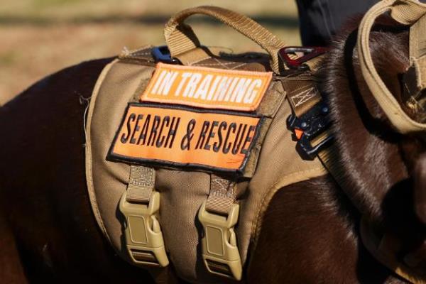 A detail of the vest that eight-month-old Chocolate Labrador Retriever, Maverick, wears with his handler at J.B. Williams Park, Wednesday, Dec. 4, 2024, in Lilburn, Ga. Maverick is a search and rescue dog that is being trained to find dementia patients who wander off. (Jason Getz/The Atlanta Journal-Constitution/TNS)