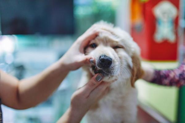 Proper dental hygiene is crucial to your pet's health.